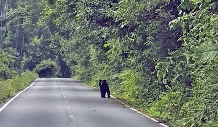 Bear in khao Yai